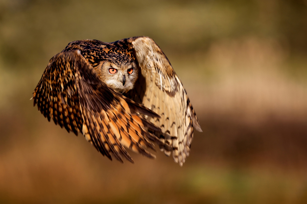 Flight of an Eagle Owl